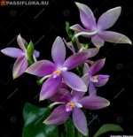 Jennifer Palermo violacea alba.jpg