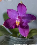 Jennifer Palomer indigo x violacea indigo.jpg