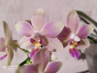 IMG_20210720_200418.jpg