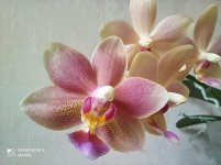 IMG_20210720_200441.jpg