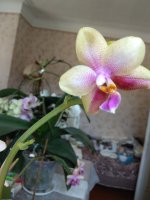 IMG_20210724_104945.jpg