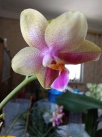 IMG_20210724_105022.jpg