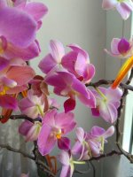 IMG_20210723_131342.jpg