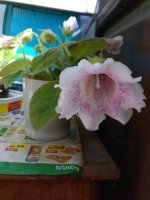 IMG_20210723_161710.jpg