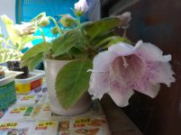 IMG_20210723_161726.jpg