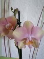 IMG_20210723_183022.jpg