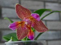 IMG_20201225_153848.jpg