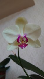 DSC_7021.JPG