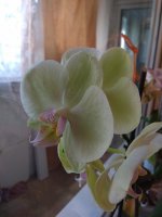 IMG_20210730_142046.jpg