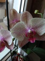 IMG_20210730_141903.jpg