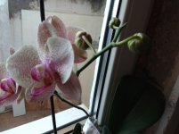 IMG_20210730_141932.jpg