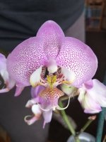 IMG_20200229_123708.jpg