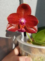 20180806_183810.jpg