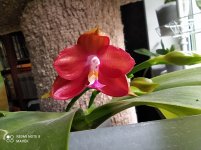 IMG_20210804_195202.jpg