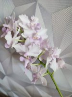 IMG_20210731_164550.jpg