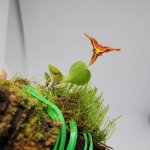 Lepanthes telipogoniflora 5.jpg
