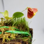 Lepanthes telipogoniflora 4.jpg