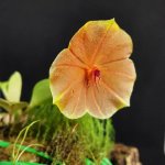 Lepanthes telipogoniflora.jpg