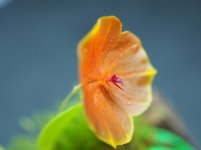 Lepanthes telipogoniflora 2.jpg