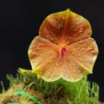 Lepanthes telipogoniflora 3.jpg