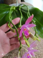 IMG_20210808_115921.jpg