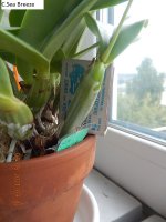 DSCN8193.JPG