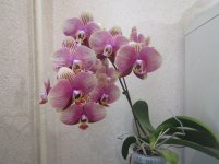 IMG_0562.JPG