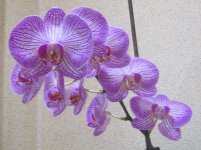 IMG_0571.JPG