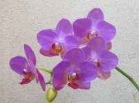 IMG_0575.JPG