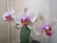 IMG_0578.JPG