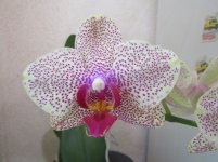 IMG_0579.JPG
