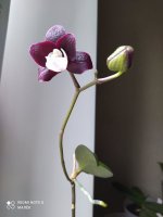 IMG_20210811_101526.jpg