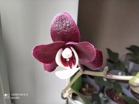 IMG_20210811_101551.jpg
