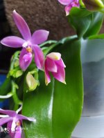 IMG_20210811_195216.jpg