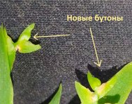 пуся-2.jpg