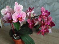 IMG_20210625_195642.jpg