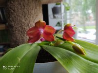 IMG_20210815_123019.jpg