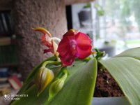 IMG_20210815_123033.jpg