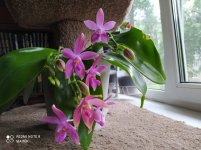 IMG_20210815_123103.jpg
