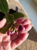IMG_20210815_181420.jpg