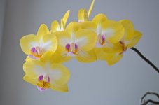 DSC_0079.jpg