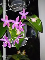 IMG_20210819_000445.jpg