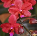 12256059-orhideya.jpg