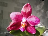 IMG_20210819_094250.jpg