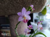 IMG_20210819_192132.jpg