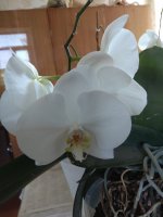 IMG_20210801_120208.jpg