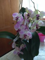 IMG_20210806_091032.jpg