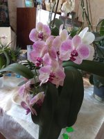IMG_20210821_135522.jpg