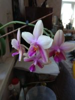 IMG_20210806_145553.jpg