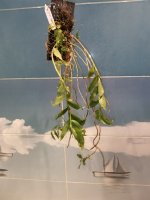 IMG_20210824_220411.jpg